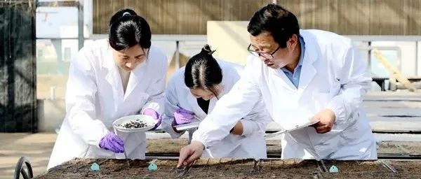 近5年在PNAS、Nat Plants、Plant Cell等发表论文200余篇，走进西北农林科技大学苹果抗逆与品质改良创新团队