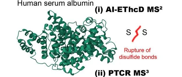 J. Am. Soc. Mass. Spec.｜利用离子-离子和离子-光子活化来改善携带多个二硫键的蛋白质测序:HSA案例研究