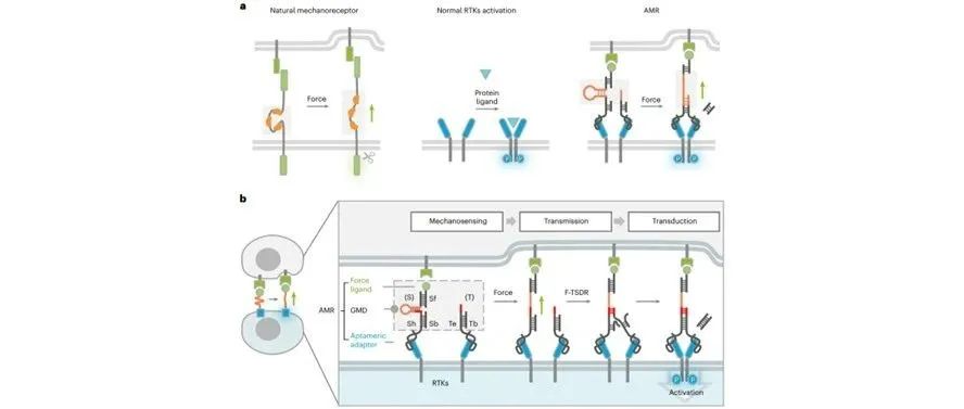 课题组人工机械力受体研究工作入选湖南大学2024年度十大科研成果