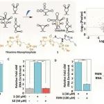 Chem. Sci. | 化学转录组学揭示硫胺素单磷酸结合RNA