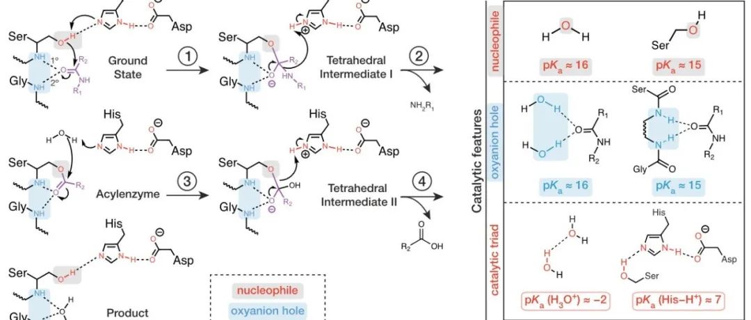 Science | 利用构象系综分析丝氨酸水解酶催化能力的来源
