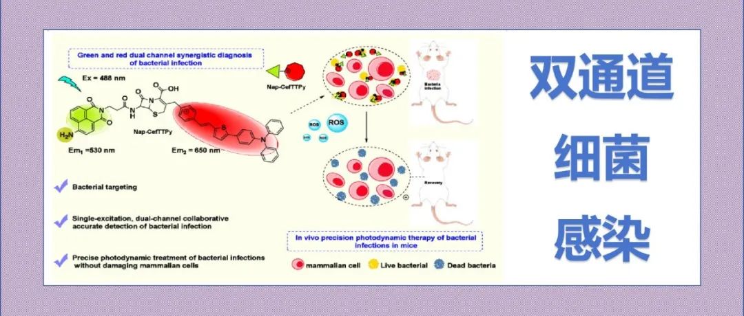 文献分享|一种双通道荧光探针，通过采用双机制反应，准确诊断和精确光动力杀灭细菌感染