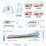 四川大学李光宪教授/杨俊龙副研究员团队《Adv. Sci.》：抗运动伪影柔性电子皮肤实现脉搏的长期精准监测