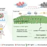 中科院纳米能源所李琳琳/王中林 Cell子刊：基于纳米钯-微生物杂化体系的自供电调节系统用于癌症催化治疗