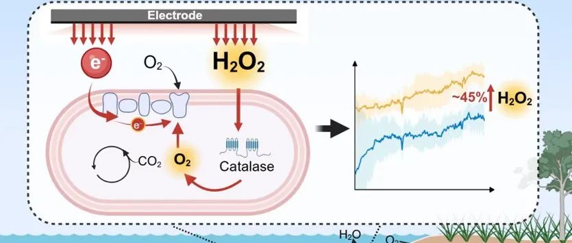 南开大学王鑫课题组ES&T：H2O2介导的细菌胞外电子摄取新途径