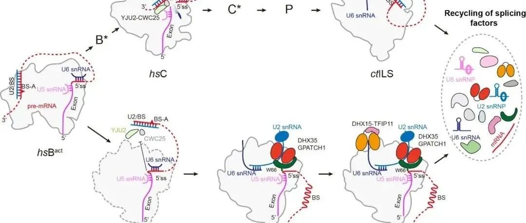 Cell Research | 复旦大学程净东团队揭示剪接体质量控制的机制