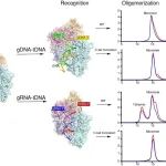 Nucleic Acids Res | 厦门大学刘亮教授团队揭示外源ssDNA诱导细菌SPARTA免疫系统激活的分子机制