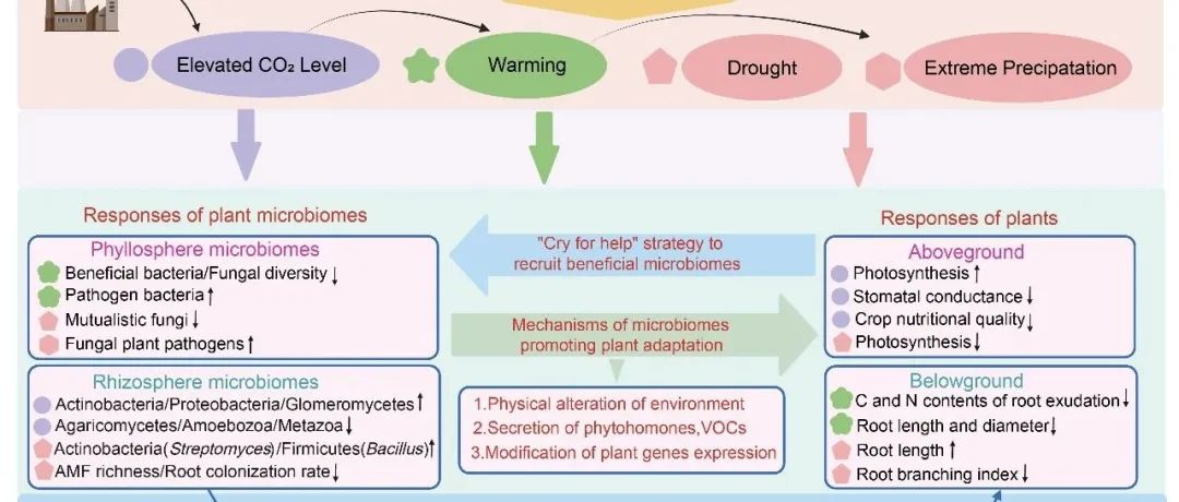 JIPB 特约综述 | 中国科学院生态环境研究中心张丽梅课题组综述植物与微生物组互作及其对植物适应气候变化的反馈