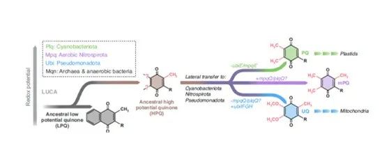 阅读 PNAS丨一种新型醌的生物合成途径揭示了有氧代谢的演化