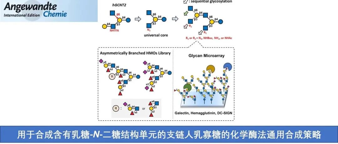 Angew. | 用于合成含有乳糖-N-二糖结构单元的支链人乳寡糖的化学酶法通用合成策略