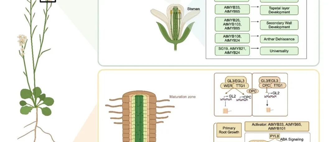 JIPB 特约综述 | 四川大学林宏辉/张大伟/周华鹏团队综述转录因子MYB在植物中的多种作用