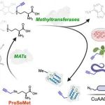 J. Am. Chem. Soc. | 利用化学酶法实现甲基化修饰的体内检测