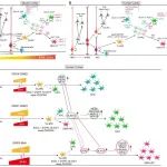 PNAS | 复旦大学杨振纲团队最新研究成果揭示大脑皮质胶质细胞命运决定的关键机制