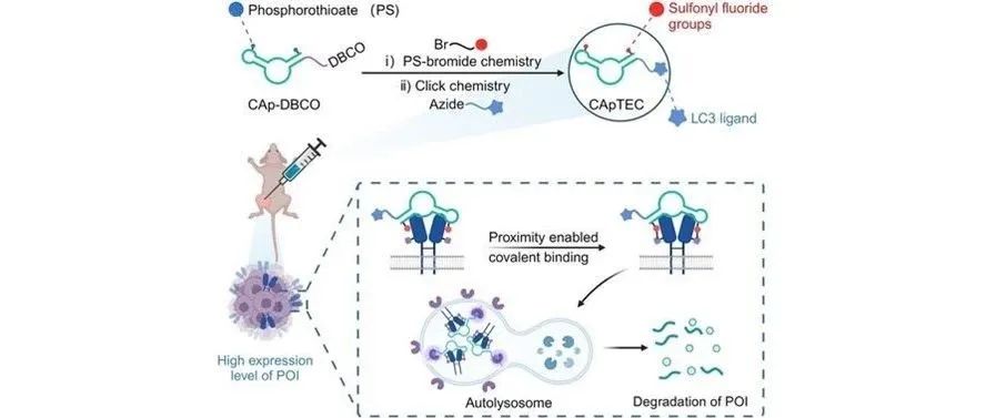 文献分享|Angew. Chem. Int. Ed.：工程共价适配子嵌合体用于增强膜蛋白的自噬降解