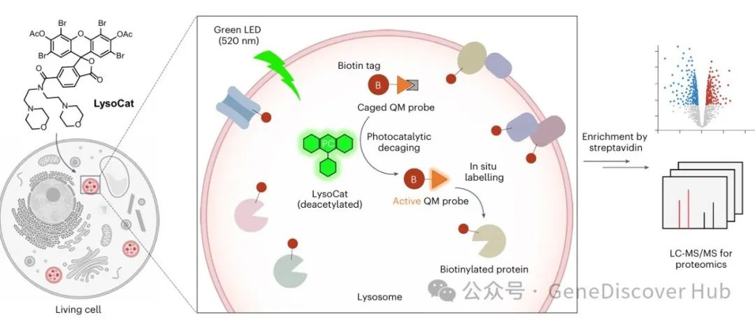 通生物正交光催化邻近标记实现溶酶体蛋白质组学原位分析