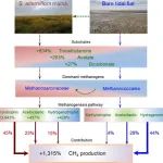 Journal of Ecology | 互花米草入侵对滨海湿地甲烷产生途径的影响