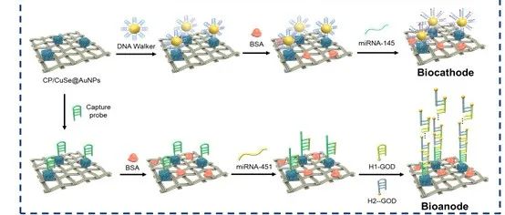 ACS Nano｜基于双极自供电传感器的机器学习辅助智能监测多变量miRNA生物标志物