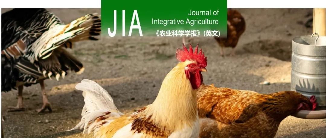 JIA｜河南农业大学家禽团队李转见教授课题组揭示VGLL2基因参与调控固始鸡骨骼肌生长发育