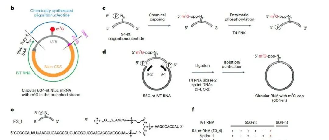 Nat. Biotechnol. | 内部帽启动翻译以实现环状mRNA的高效蛋白质合成