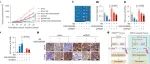 &#8203;Nat.Cell.Biol|PRMT5介导的精氨酸甲基化稳定GPX4以抑制癌症中的铁凋亡