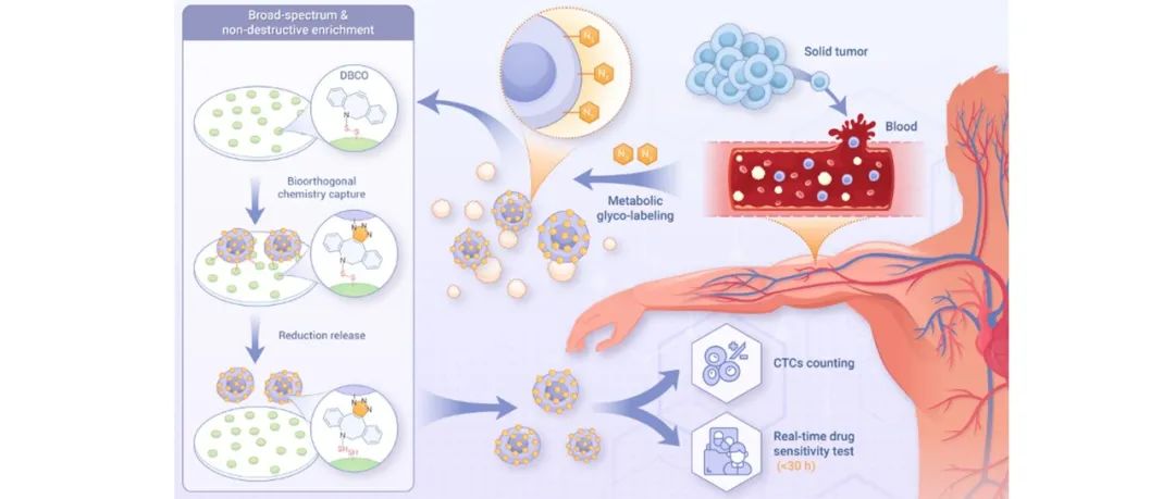 The Innovation | 异质循环肿瘤细胞的精准无损分离及下游药物敏感性测试