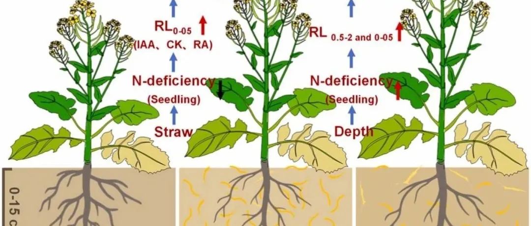 秸秆还田深度丨SOIL TILL RES：优化秸秆还田深度通过促进油菜细根发育提高氮素吸收和产量