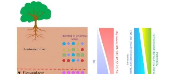 【文献精选】Sci. Total Environ. | 非饱和带、地下水波动带和饱和带细菌群落的形成过程各不相同