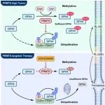 NCBl | 李磊/甘波谊/魏文毅发现PRMT5介导的精氨酸甲基化稳定GPX4以抑制癌症中的铁死亡！