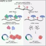 Cell Rep | 中国科学院杨运桂及合作者揭示RNA m5C修饰调控造血干祖细胞扩增机制
