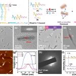 北航陈爱华教授课题组《Macromolecules》：异质外延活性生长法“一锅”制备异轴液晶嵌段共聚物纳米线及其解/再组装行为