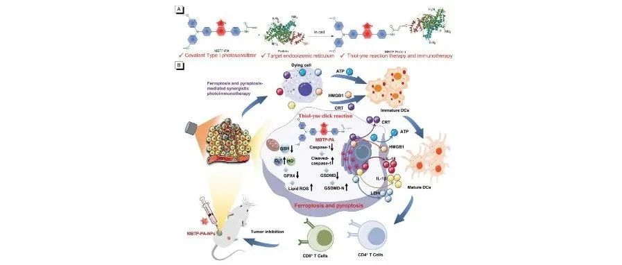 Advanced Materials | Lab-in-Cell：共价光敏剂可逆转缺氧并诱发铁死亡和细胞焦亡，以增强抗肿瘤免疫力