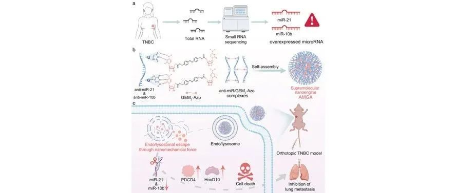 文献分享|Advanced Materials：超分子纳米引擎用于抗miRNA的精确胞质递送和协同TNBC疗法