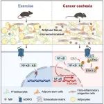 【科技前沿】Cell Metab | 北京大学肖瑞平/胡新立揭示肿瘤引起脂肪不可逆消耗关键机制