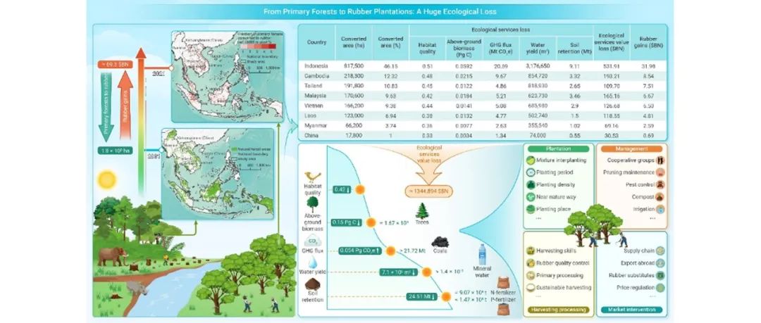The Innovation | 从原始森林转变为橡胶林: 巨大的生态损失