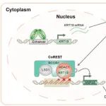 Hepatology丨 浙江大学赵斌团队研究发现核KRT19是一种促进组蛋白去乙酰化和肝脏肿瘤发生的转录共抑制因子