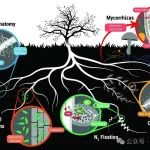 评述文章！New Phytol：理解跨界生物生态策略如何影响土壤碳循环