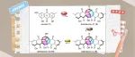 【JACS】中国海洋大学李德海组：真菌P450构建Dothieomins中的三环[5.2.2.0.4,8]十一烷核心骨架