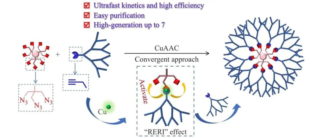 特约论文：具有“反应增强中间体活性”机制的CuAAC点击反应结合收敛法超快制备核-壳结构树形大分子
