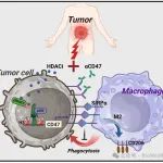 浙大医学院肖鹏/曹倩/温珍珍J Exp Clin Cancer Res：HDACi重塑巨噬细胞介导的肿瘤免疫微环境新机制