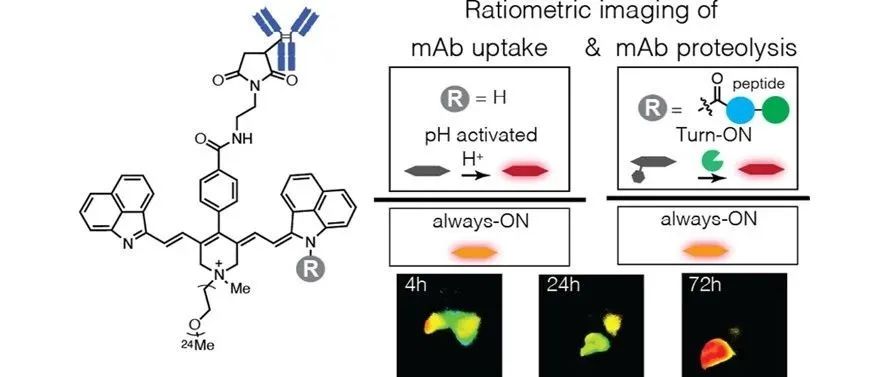 J.Am.Chem.Soc. | 使用响应性短波红外探针的比率成像追踪治疗性蛋白质的命运