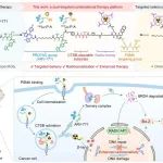 J. Am. Chem. Soc. | 一种结合PROTACs技术和癌症TRT策略的双靶向分子