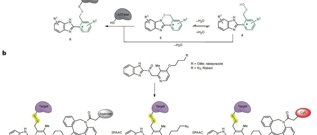 Nat. Chem. | 四巯基锌中心对质子泵抑制剂雷贝拉唑的位点特异性激活