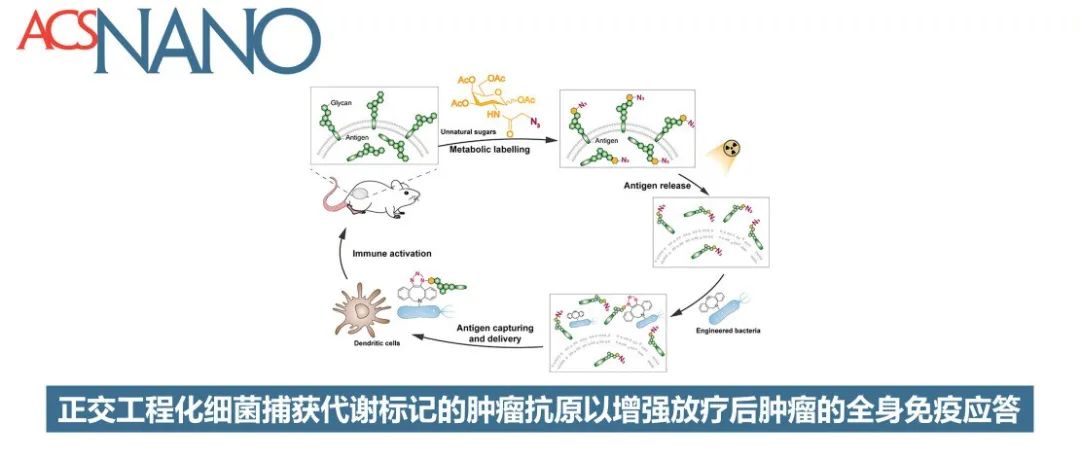 ACS Nano | 正交工程化细菌捕获代谢标记的肿瘤抗原以增强放疗后肿瘤的全身免疫应答