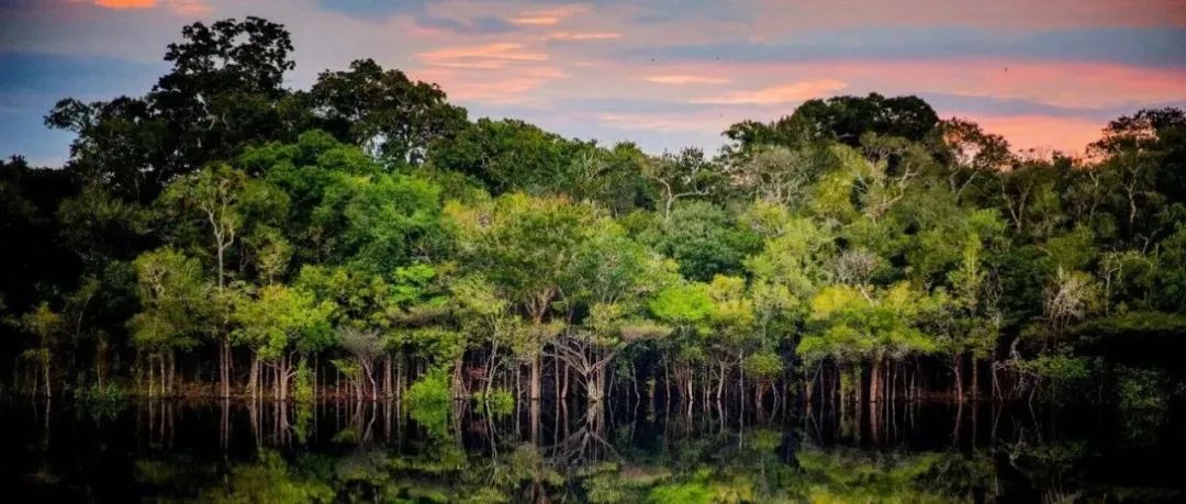 国际首次揭示！Nature重点报道