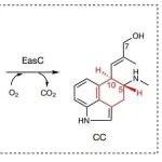 天然药物合成新型“催化剂”！天津工业生物技术研究所最新Nature！