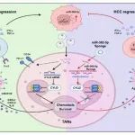 Theranostics | 山东大学张建教授团队在肝细胞癌中性粒细胞免疫调控研究领域取得新进展