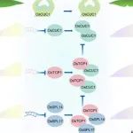 福建农林大学博士生一作在一区Top期刊（IF5y=7.6）上发表研究成果