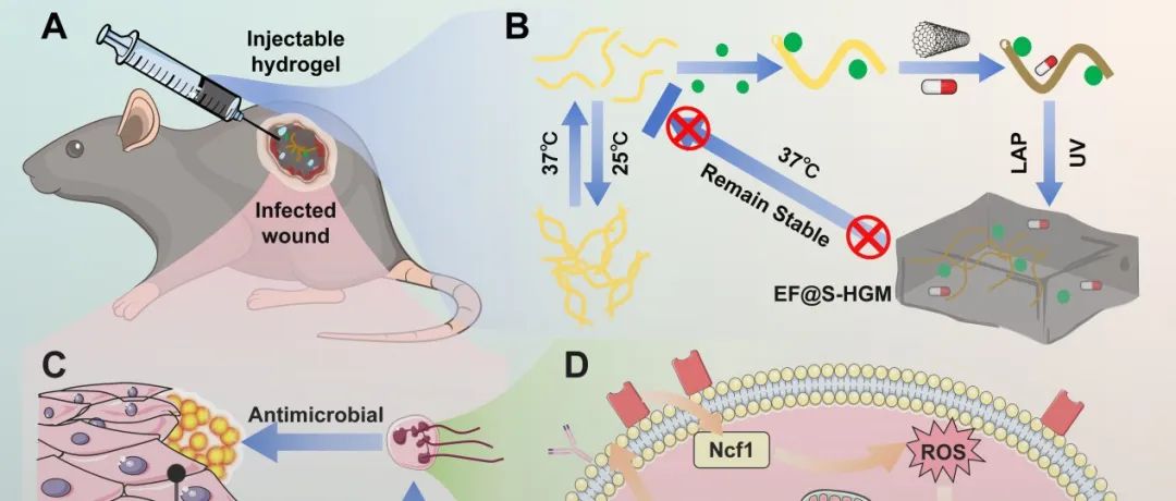 华科大刘国辉教授团队 ACS Nano：导电水凝胶激发中性粒细胞胞外捕获器对抗伤口细菌感染