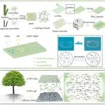 华南理工大学李擘团队 Small：一种基于根冠结构的全植物基阻隔材料