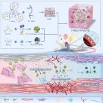 四川大学王云兵教授、胡成副研究员团队 AHM：用全新小分子交联剂制备的微环境调控水凝胶用于心肌梗死的分步治疗